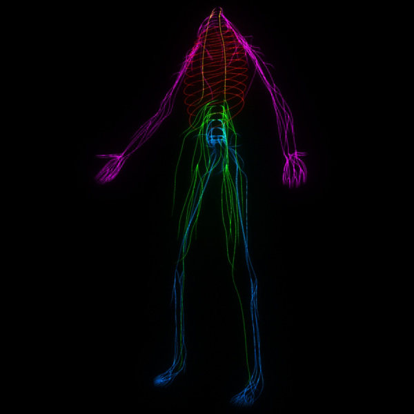 the somatic nervous system includes the