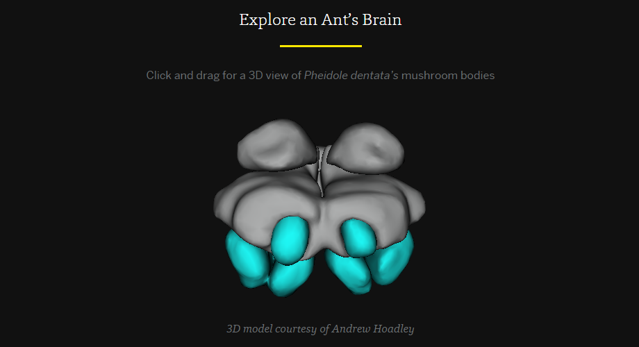 antbrain2