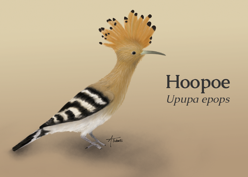 tubelli_hoopoe